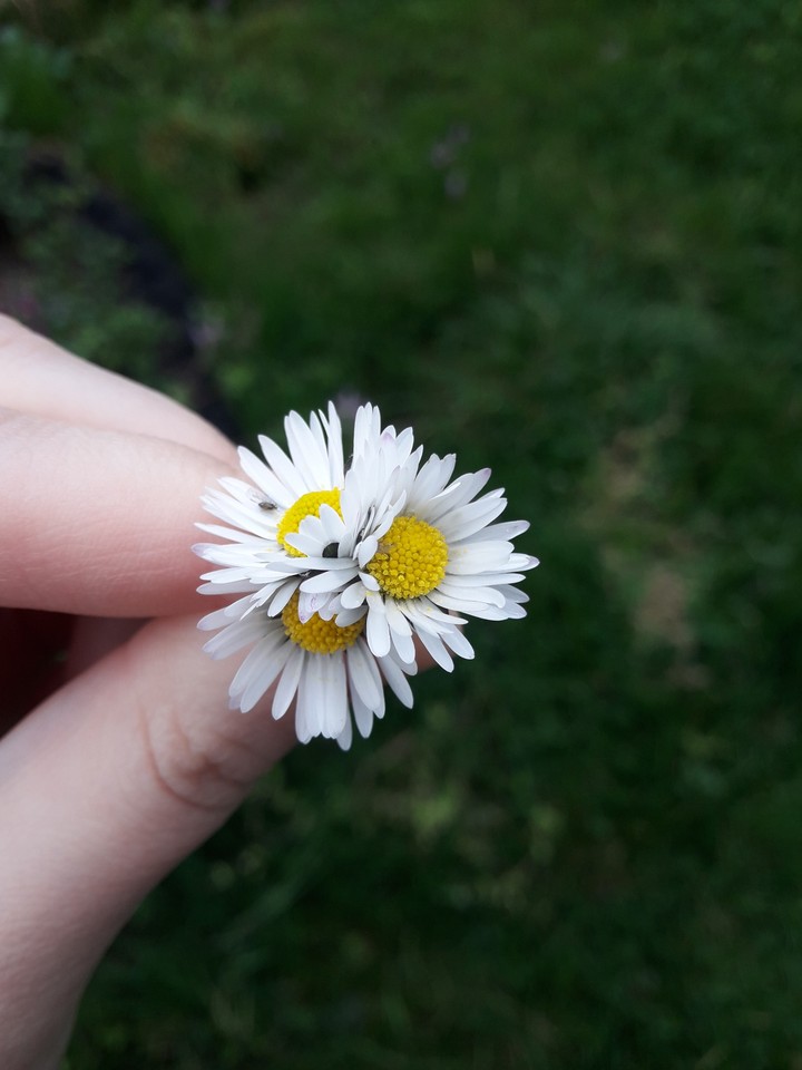 daisy