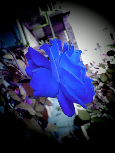 blue, flora桌布