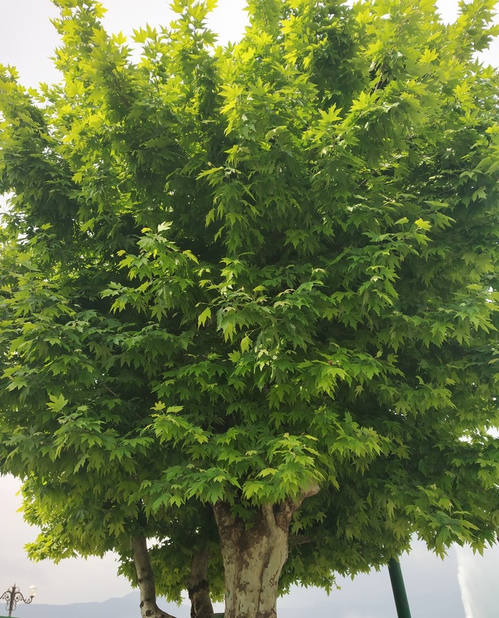 trees