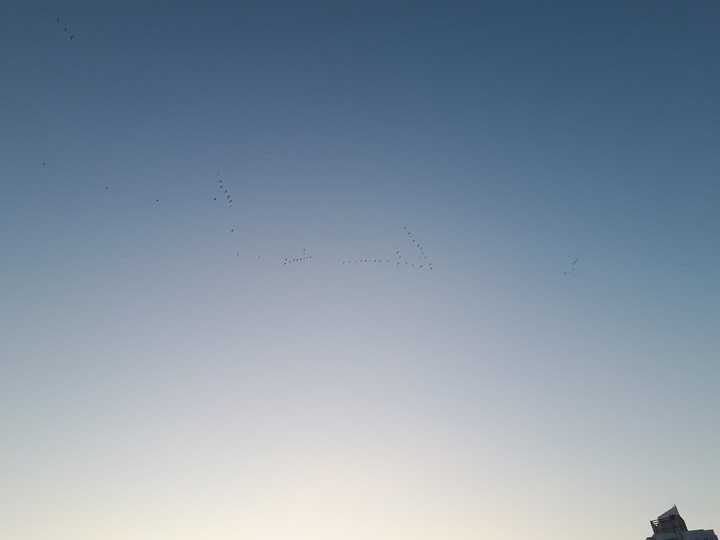 Aves