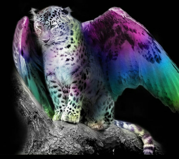 Leopard wings