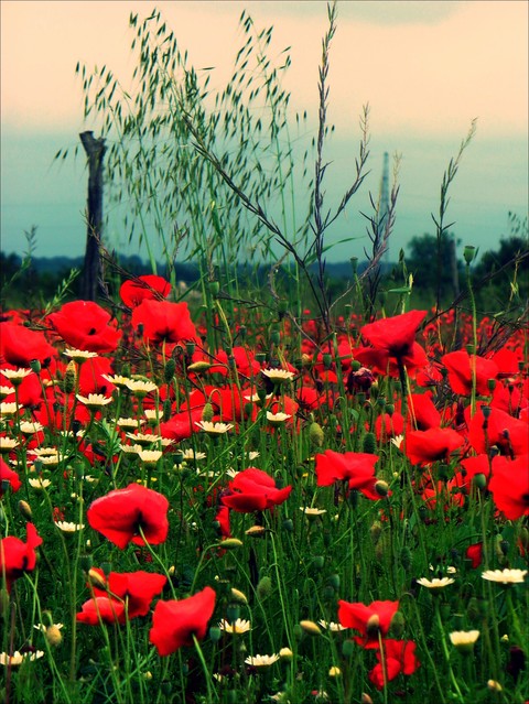 poppy flower