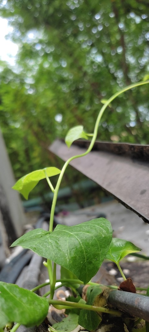 Leaf