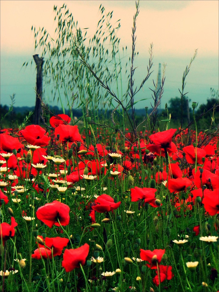 poppy flower