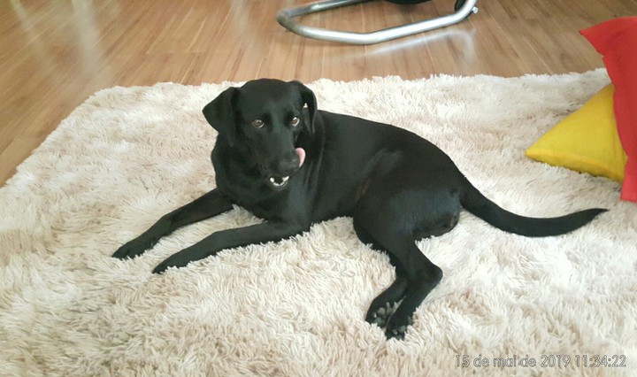 dog