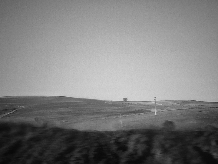 Alone Tree