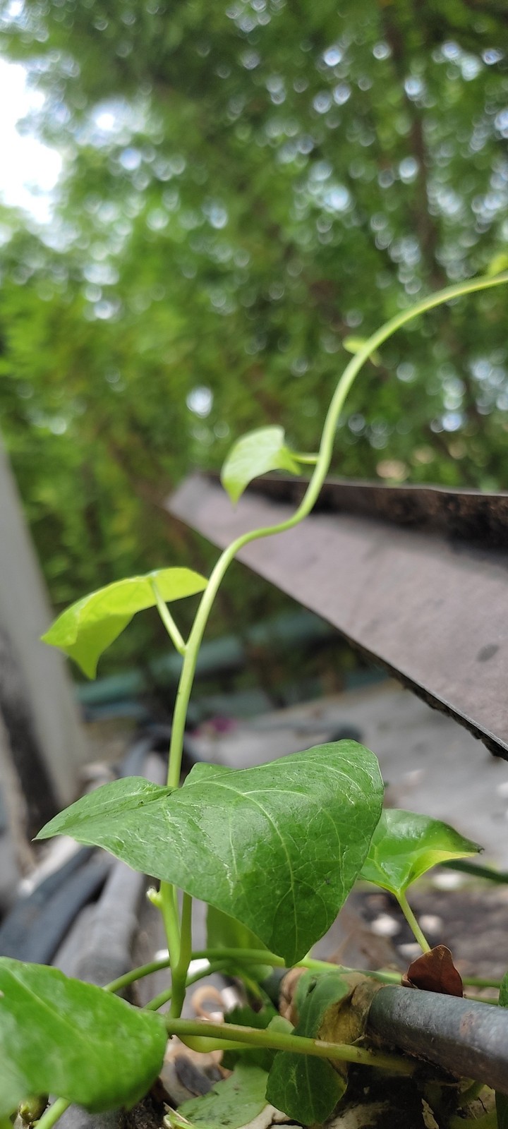 Leaf