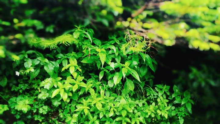 leaf