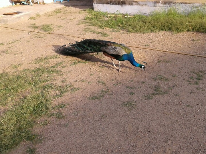My Peacock.....*