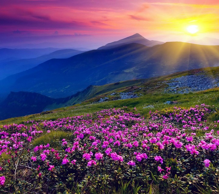 Pink flowers