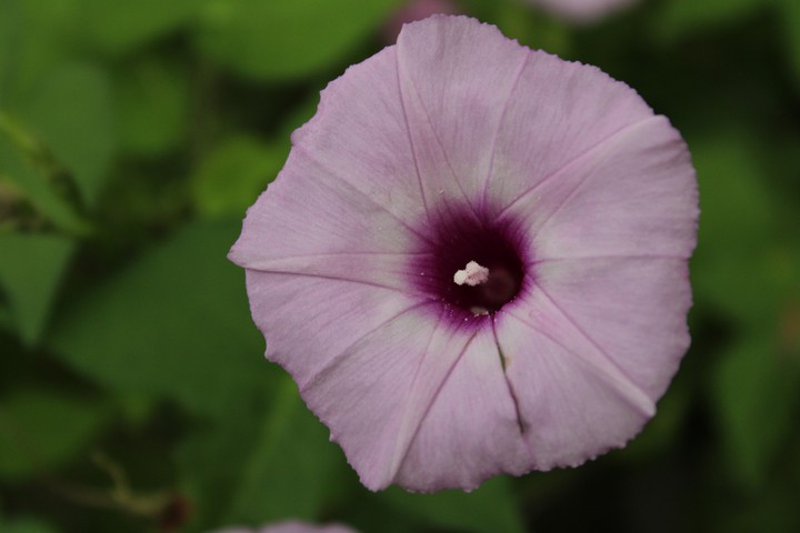Wild morning glory