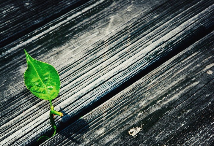 leaf