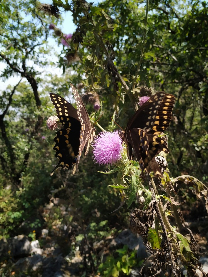 Mariposas