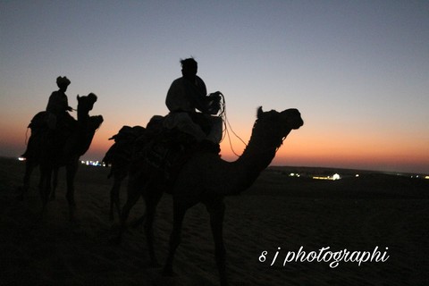 #camel #sanddunes #silhoutte #dusk