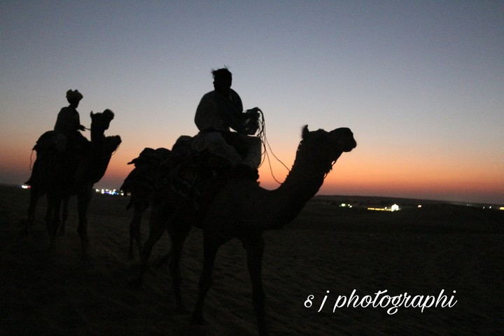 #camel #sanddunes #silhoutte #dusk