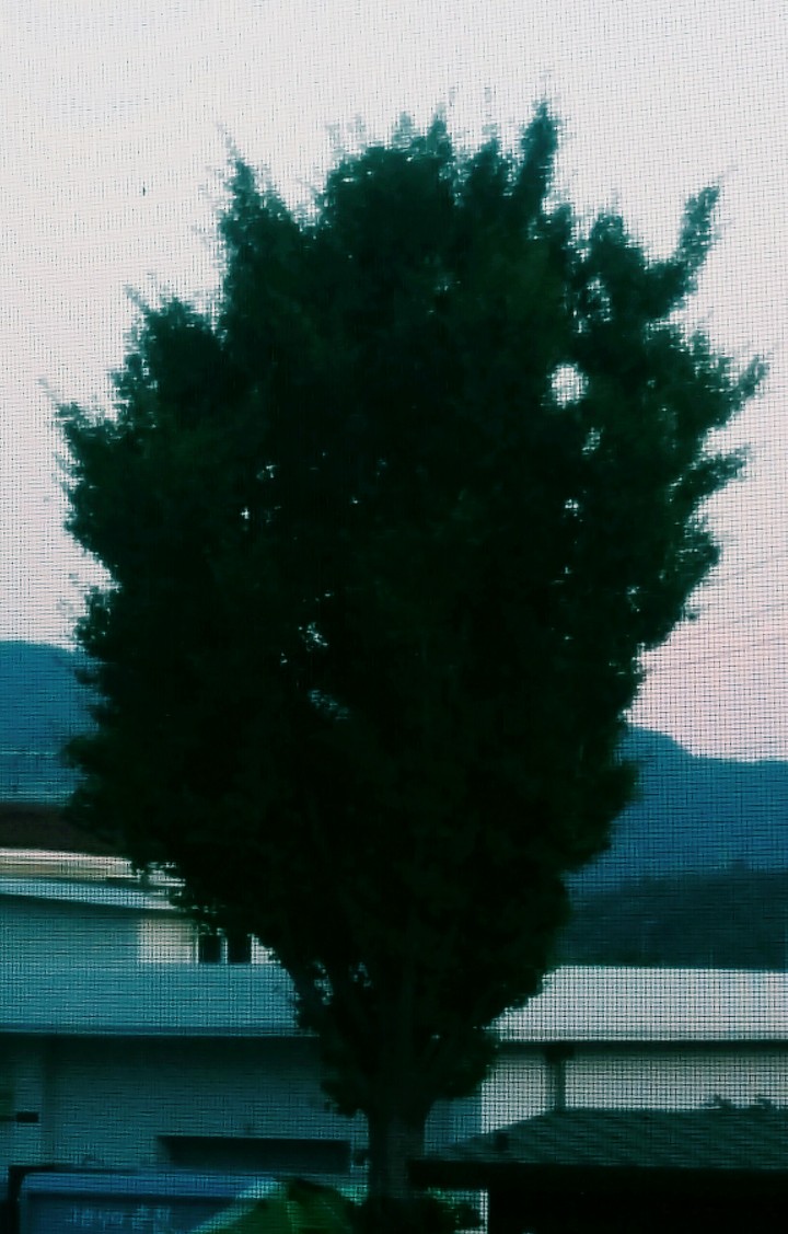 tree