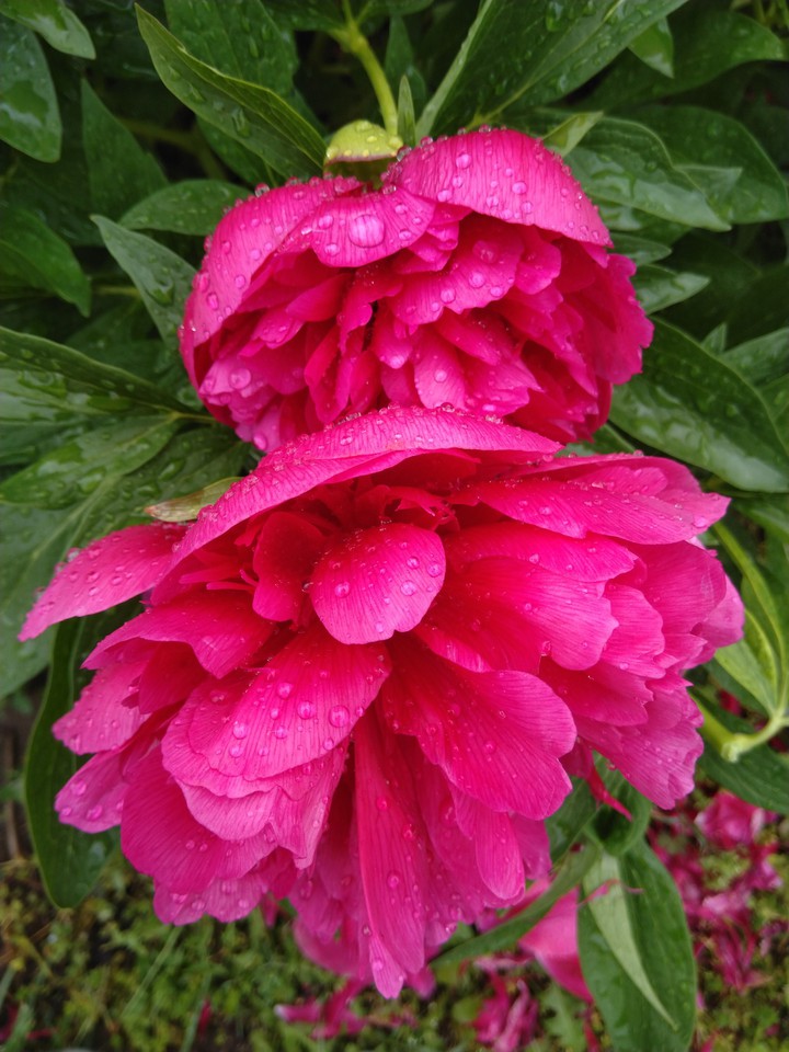pinkflower