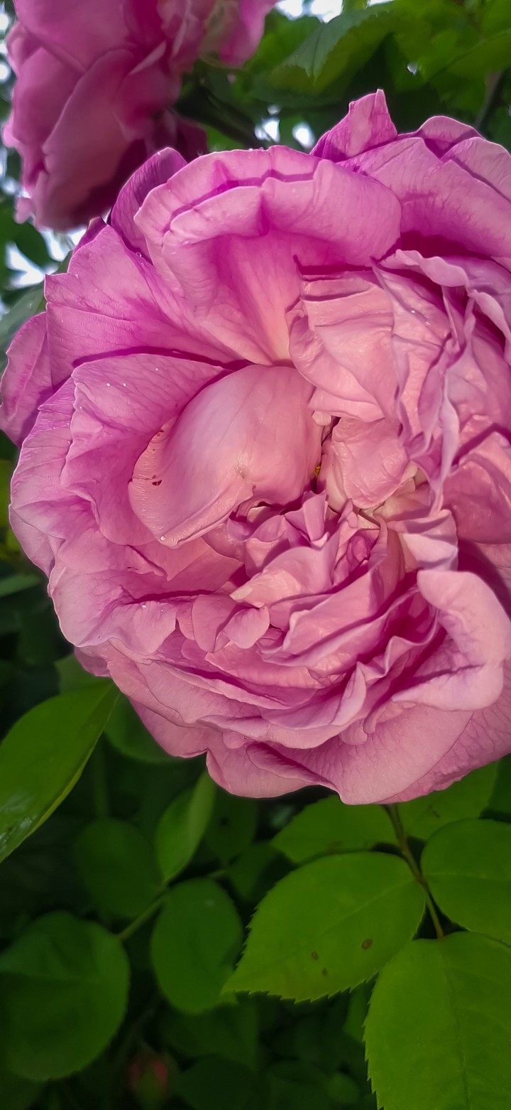 ¤ Love is a rose of joy, it blooms without strife ¤