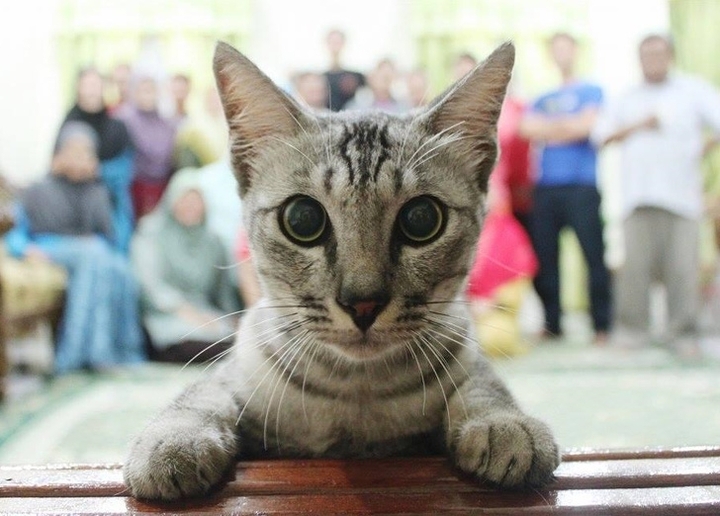 Котик