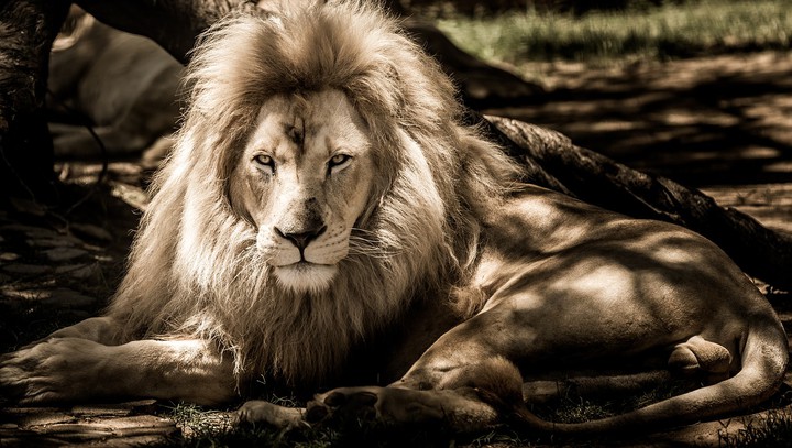 lion ??