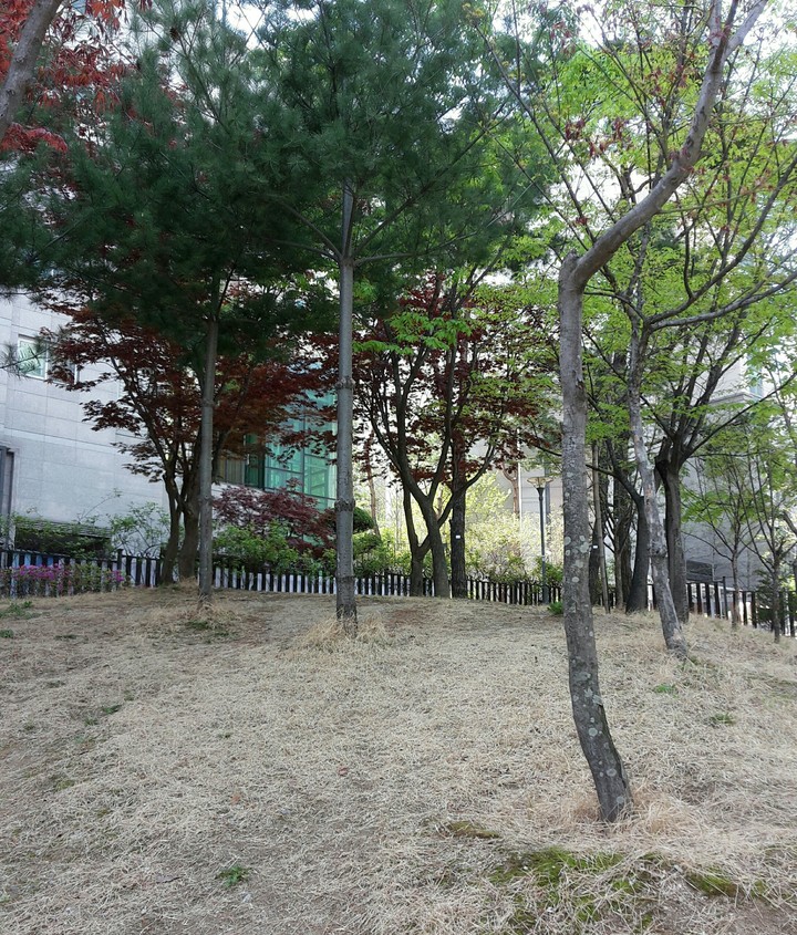 나무와  자연
