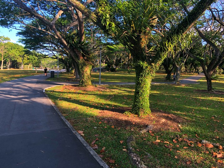 Trees