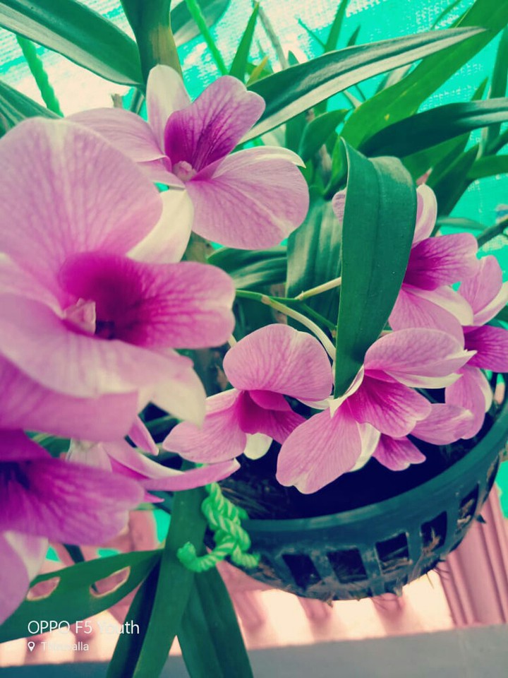 orchid