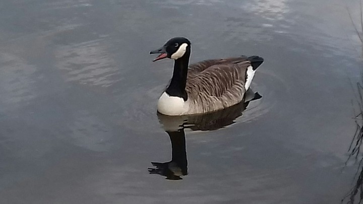 voice of goose