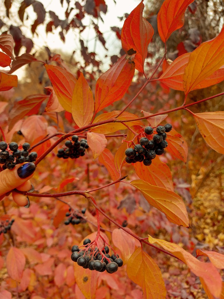 Autumn
