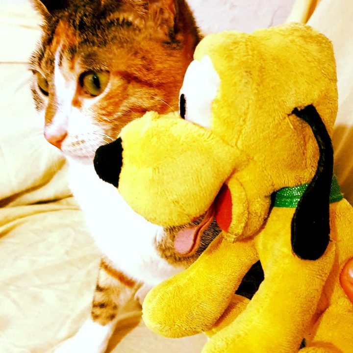 אייה פלוטו