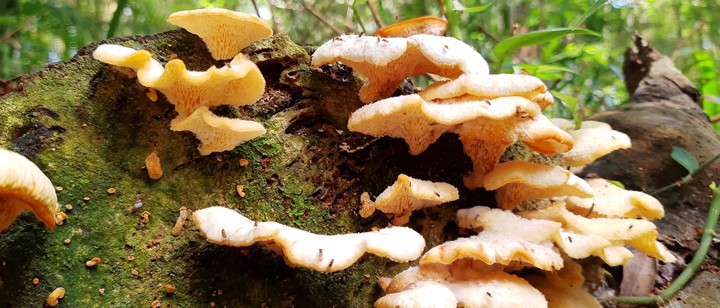 Mushroom