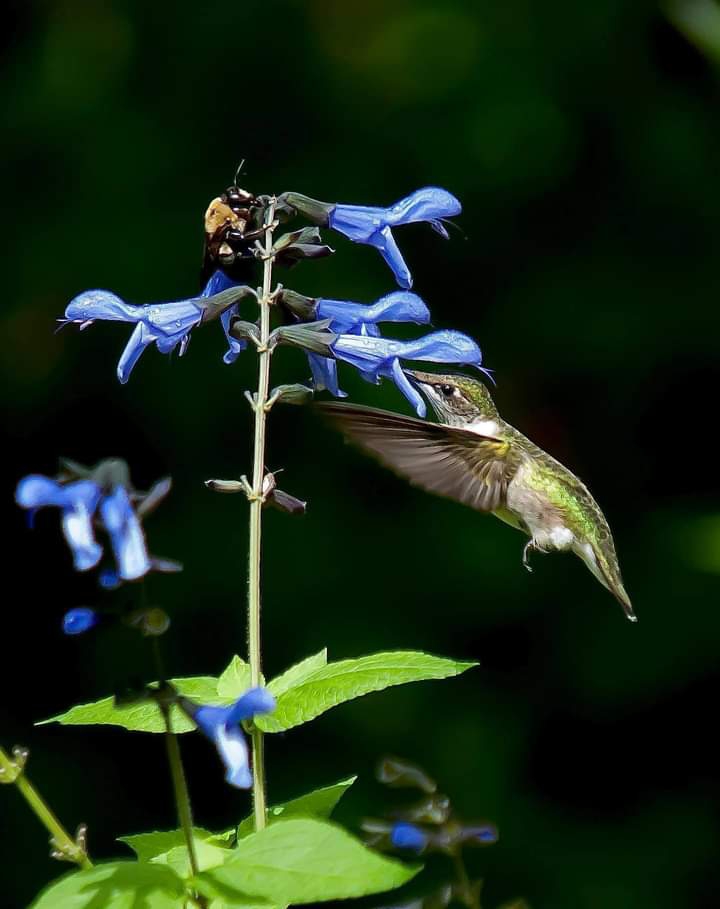 Hummingbird