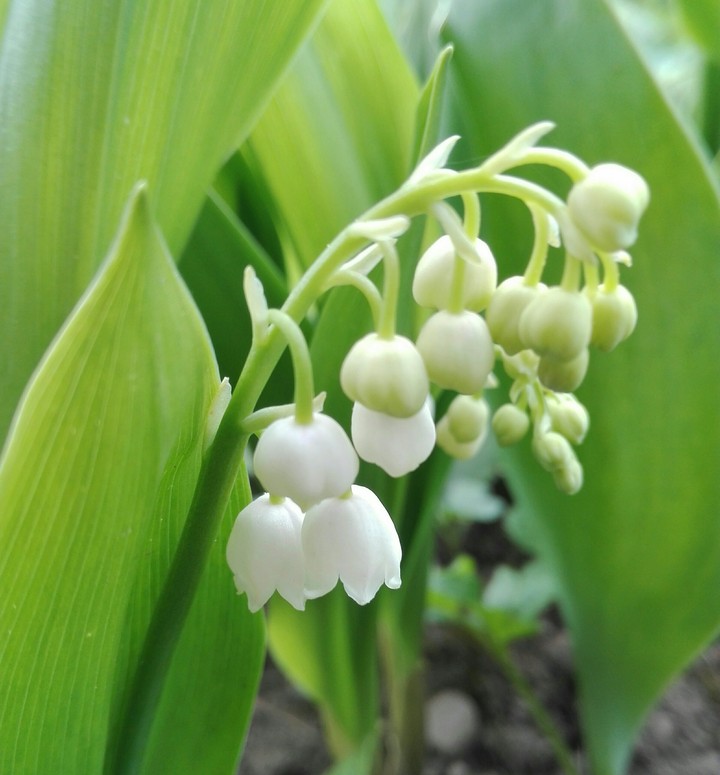 lily of the valley