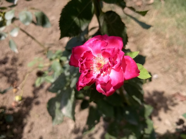 rose