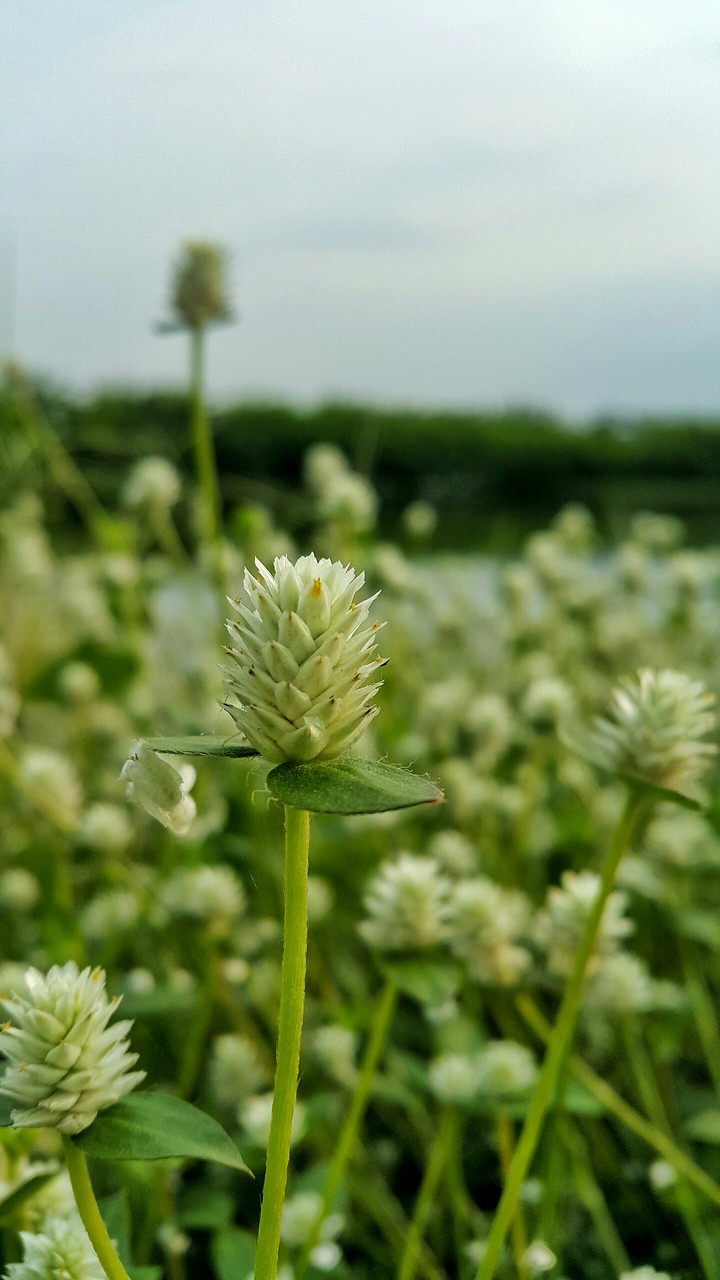 Grass