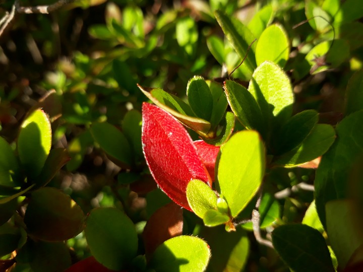 red in the green