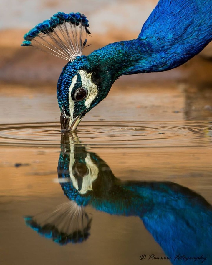 peocock
