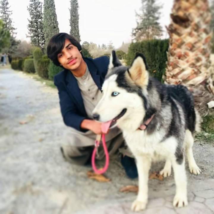 Friendly ? Wolf