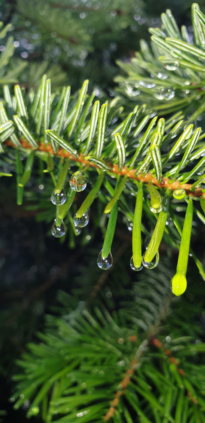 conifer