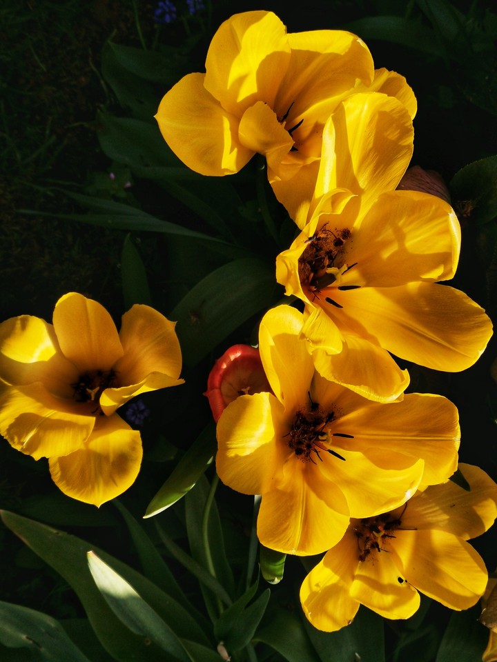Fleurs du jardin ?