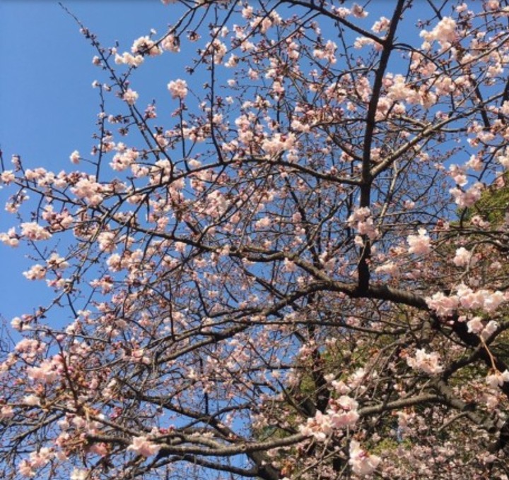 벛꽃