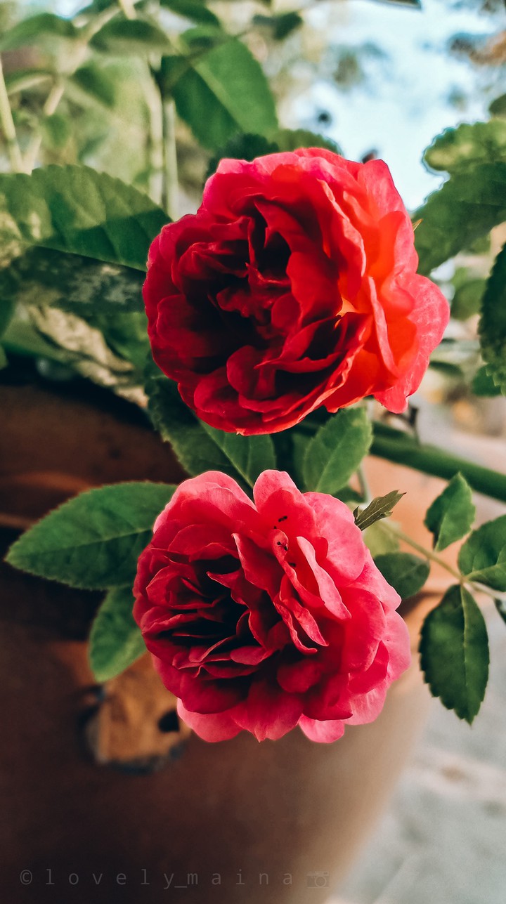 rose
