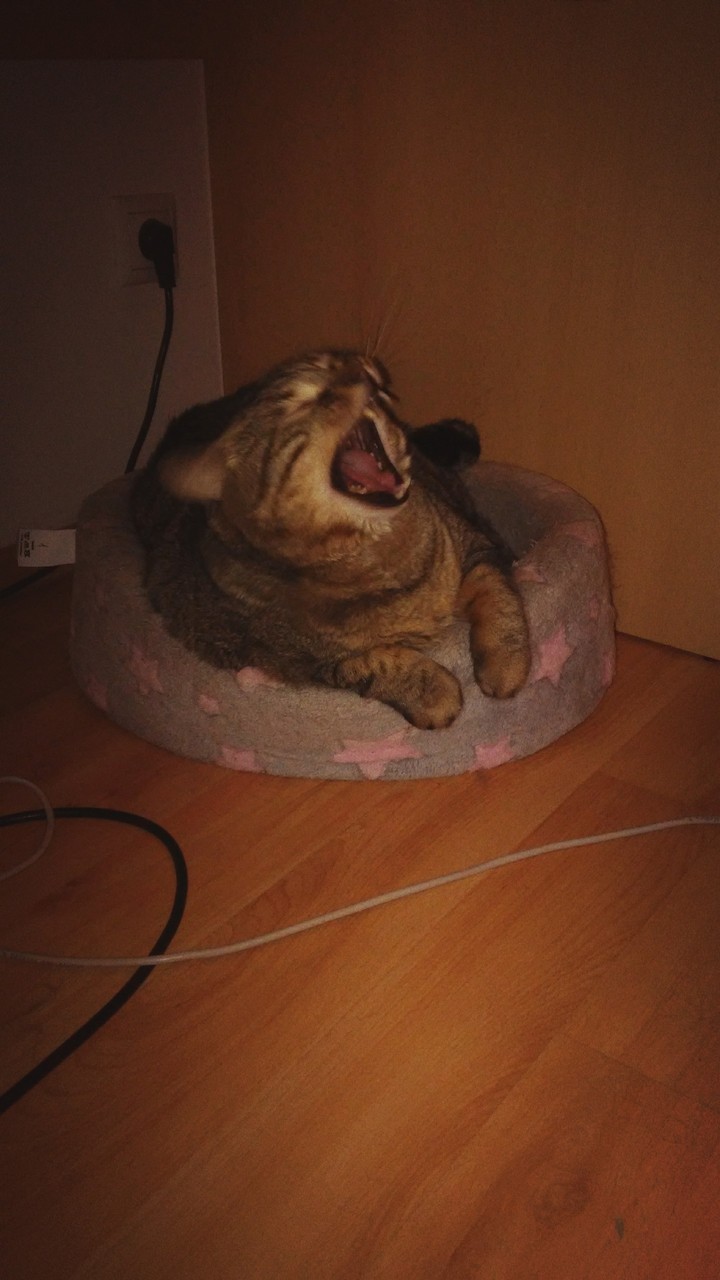 Yawn