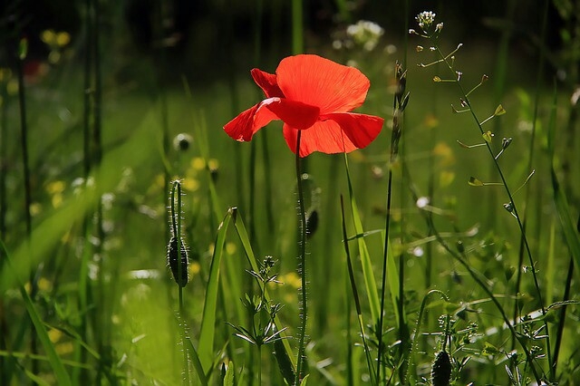 Red flower