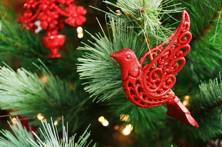 bird
