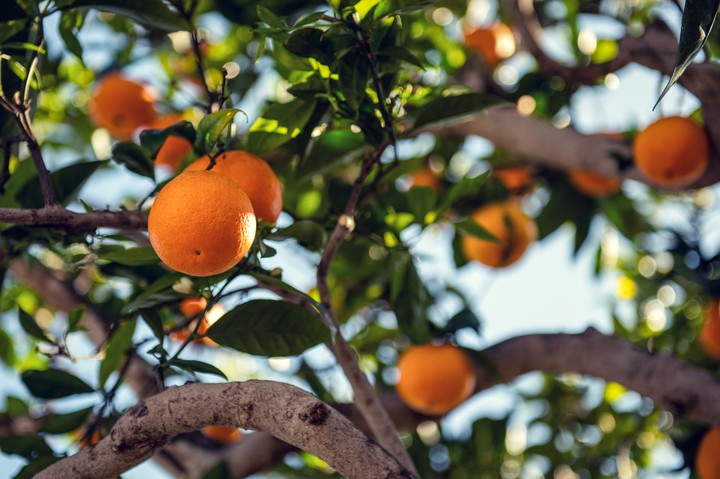 Oranges
