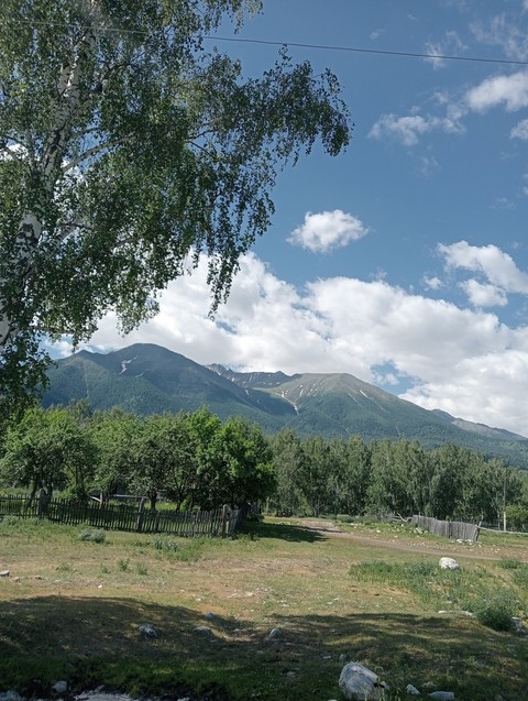 sfondi plant, ecoregion