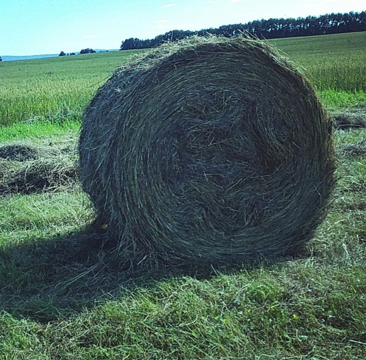 поле
