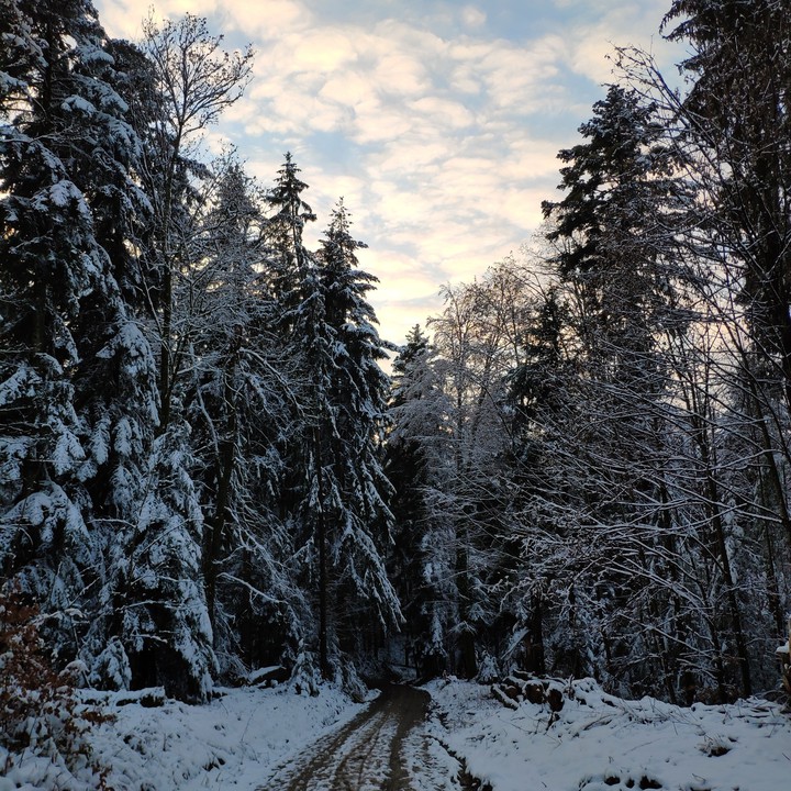 Schwarzwald ♥️