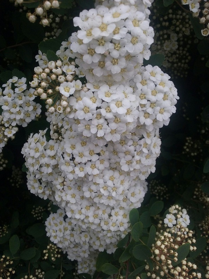 bush